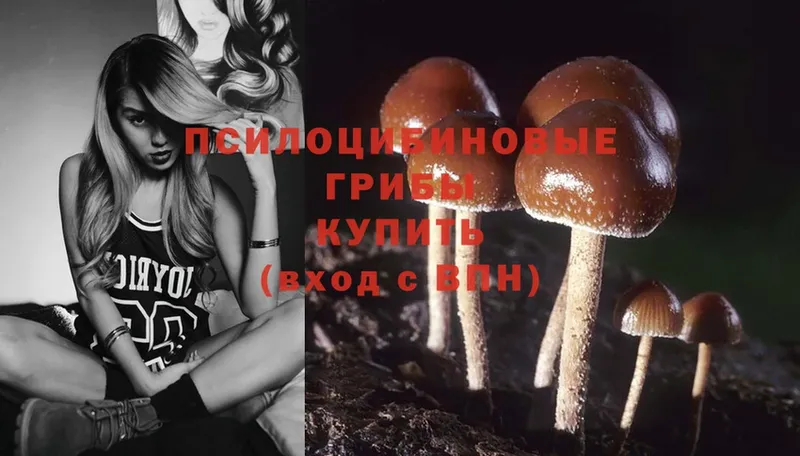 Псилоцибиновые грибы Psilocybine cubensis Городец